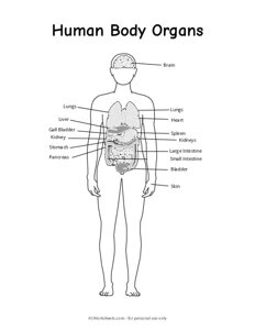 Labeled Human Body Organs Diagram