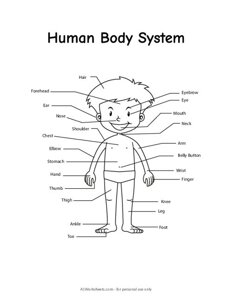 Labeled Human Body System Diagram
